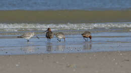 Image of Bar-tailed Godwit