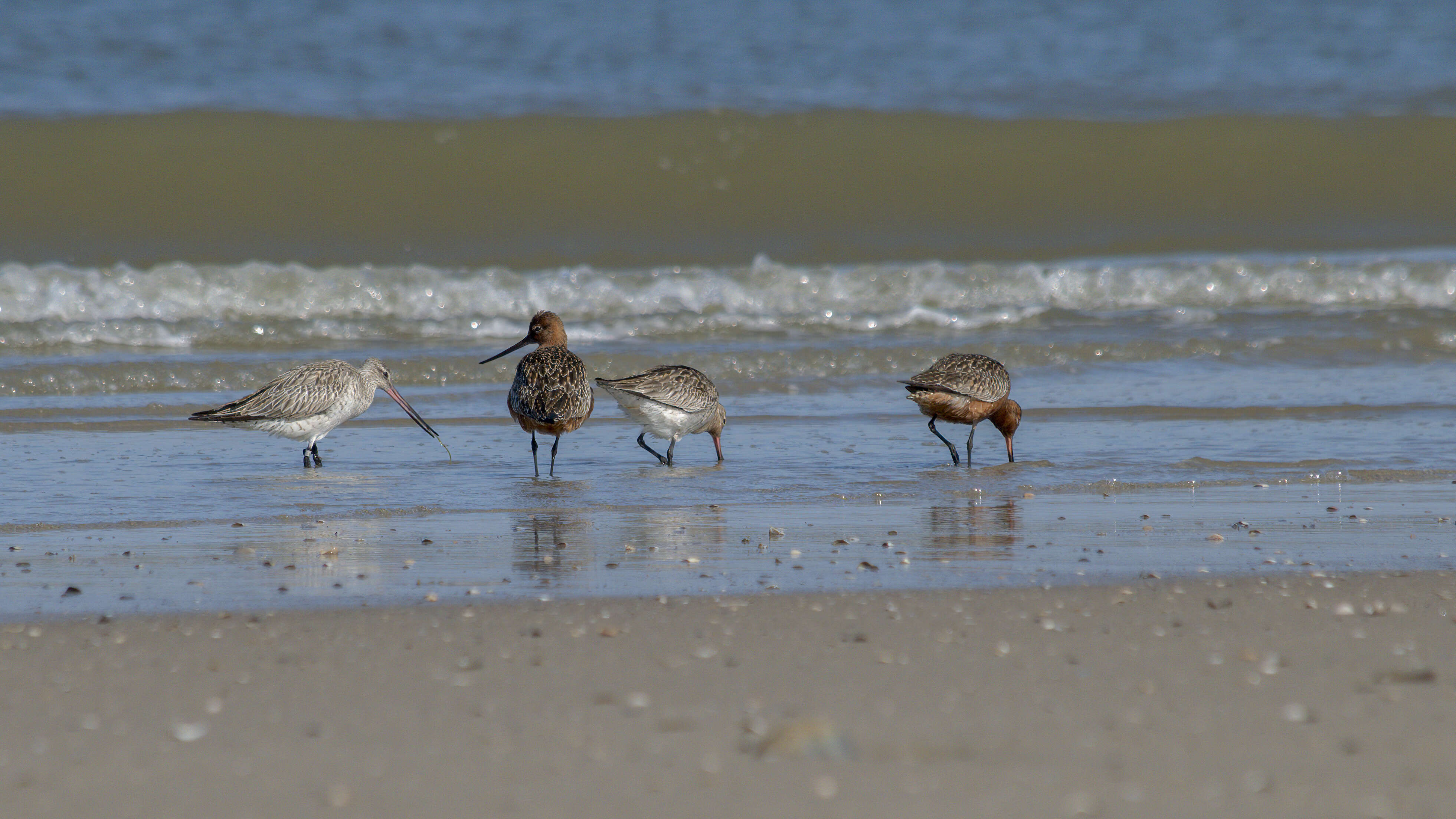 Image of Bar-tailed Godwit