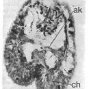 Image of Ototyphlonemertes cirrula Mock & Schmidt 1975