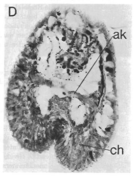Image de Ototyphlonemertes cirrula Mock & Schmidt 1975