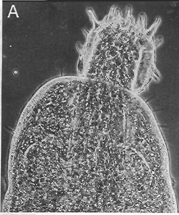 Image of Ototyphlonemertes cirrula Mock & Schmidt 1975