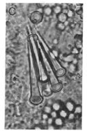 Image of Ototyphlonemertes cirrula Mock & Schmidt 1975