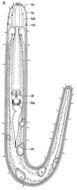 Image of Ototyphlonemertes cirrula Mock & Schmidt 1975