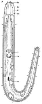 Image of Ototyphlonemertes cirrula Mock & Schmidt 1975