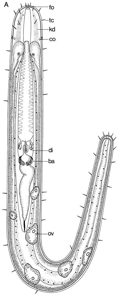 Image of Ototyphlonemertes cirrula Mock & Schmidt 1975