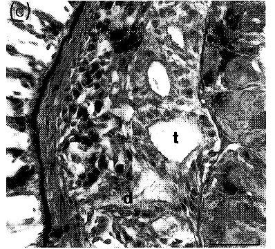 Image of Ototyphlonemertes (Duplex) correae Envall 1996