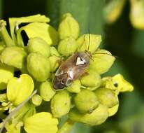 Image of Lygus rugulipennis Poppius 1911