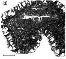 Image of Ototyphlonemertes (Duplex) correae Envall 1996