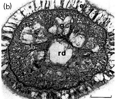 Image of Ototyphlonemertes (Duplex) correae Envall 1996