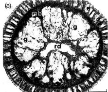 Image of Ototyphlonemertes (Duplex) correae Envall 1996