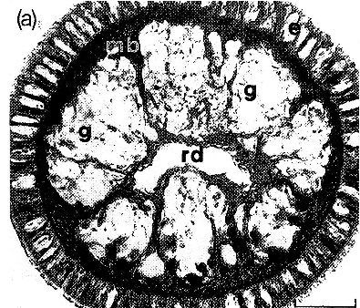 Image of Ototyphlonemertes (Duplex) correae Envall 1996