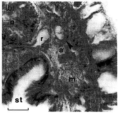 Image of Ototyphlonemertes