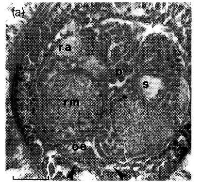 Image of Ototyphlonemertes