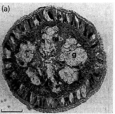 Image of Ototyphlonemertes