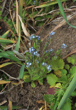 Sivun Myosotis micrantha kuva