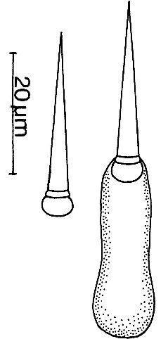 Image de Ototyphlonemertes pallida (Keferstein 1862)