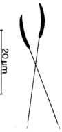 Image of Ototyphlonemertes pallida (Keferstein 1862)