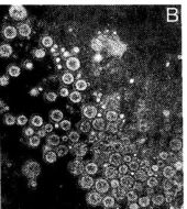 Image de Ototyphlonemertes pallida (Keferstein 1862)