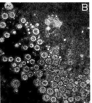 Image of Ototyphlonemertes pallida (Keferstein 1862)