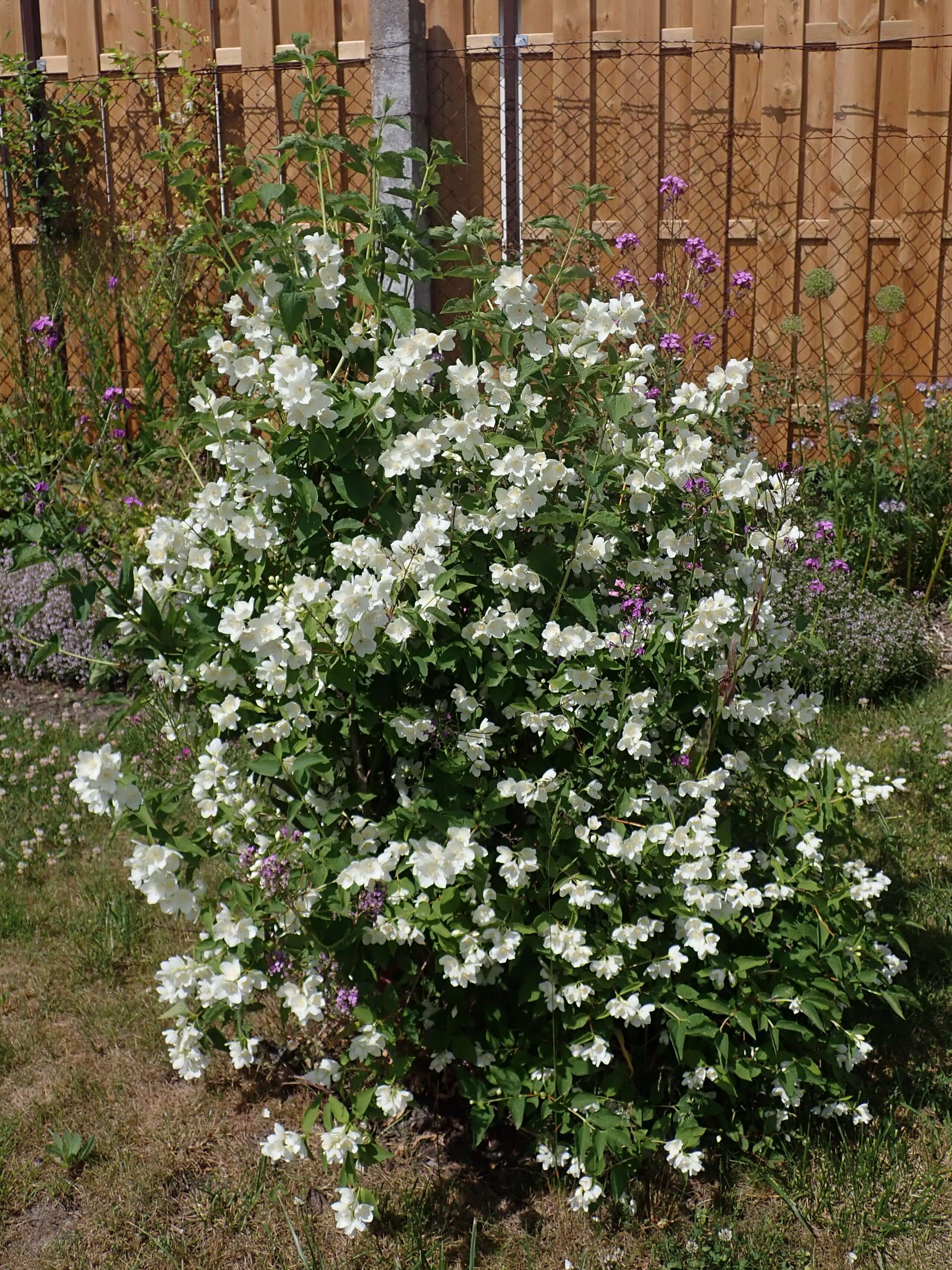 Image of sweet mock orange