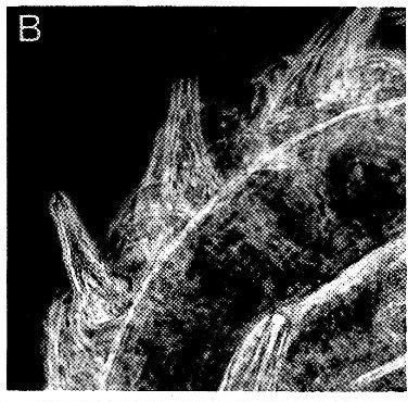 Image of Ototyphlonemertes pallida (Keferstein 1862)