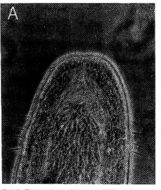 Image de Ototyphlonemertes pallida (Keferstein 1862)