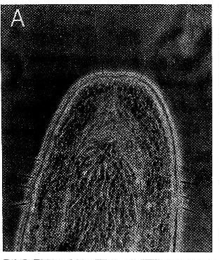 Image of Ototyphlonemertes pallida (Keferstein 1862)