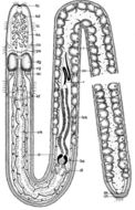 Image of Ototyphlonemertes pallida (Keferstein 1862)