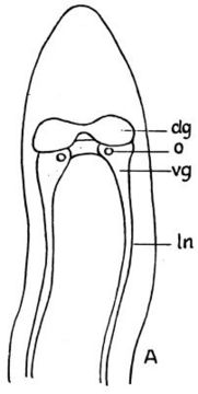 Image of Ototyphlonemertes (Macintoshi) pellucida Coe 1943