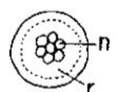 Image of Ototyphlonemertes (Macintoshi) pellucida Coe 1943