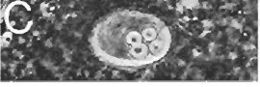 Image of Ototyphlonemertes santacruzensis Mock & Schmidt 1975