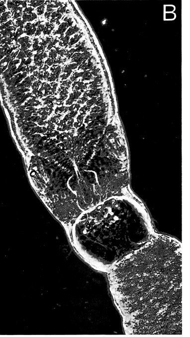 Image of Ototyphlonemertes santacruzensis Mock & Schmidt 1975