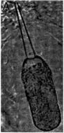 Image of Ototyphlonemertes santacruzensis Mock & Schmidt 1975