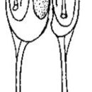 Sivun Ototyphlonemertes (Macintoshi) spiralis Coe 1940 kuva