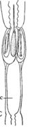 Image of Ototyphlonemertes (Macintoshi) spiralis Coe 1940