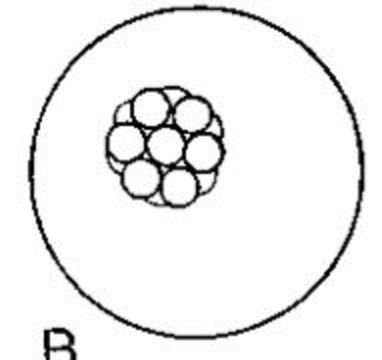 Image of Ototyphlonemertes (Macintoshi) spiralis Coe 1940