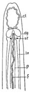 Image of Ototyphlonemertes (Macintoshi) spiralis Coe 1940