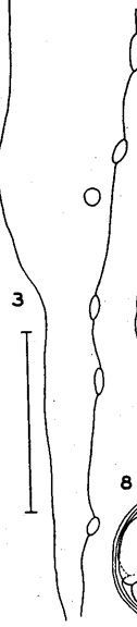 Image of Carcinonemertes mitsukurii Takakura 1910