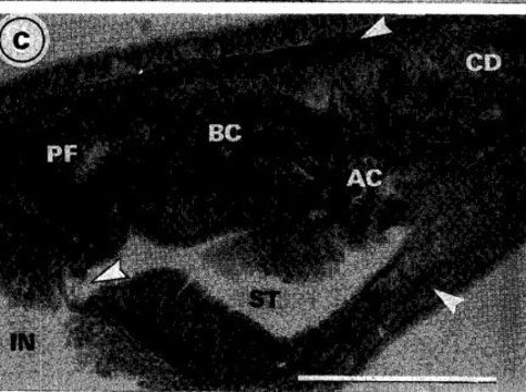 Image of Carcinonemertes australiensis Campbell, Gibson & Evans 1989