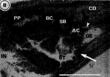 Image of Carcinonemertes australiensis Campbell, Gibson & Evans 1989