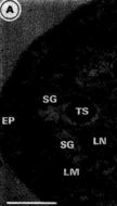 Image of Carcinonemertes australiensis Campbell, Gibson & Evans 1989