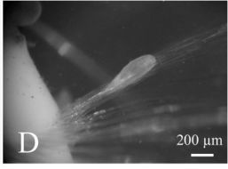 Image of Carcinonemertes caissarum Santos, Norenburg & Bueno 2006