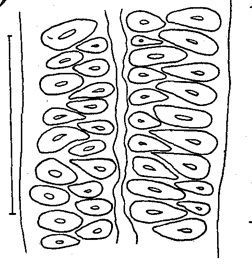 Image of Carcinonemertes coei Humes 1942