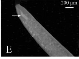 Image of Carcinonemertes divae Santos, Norenburg & Bueno 2006