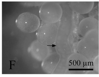 Image of Carcinonemertes divae Santos, Norenburg & Bueno 2006