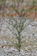 Image of narrow-leaved pepperwort