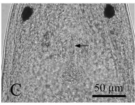 Image of Carcinonemertes divae Santos, Norenburg & Bueno 2006