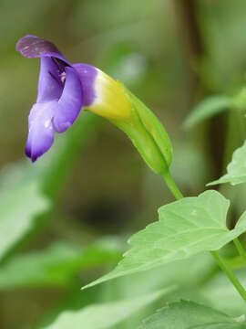 Image of Torenia travancorica Gamble