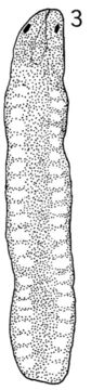 Image of Carcinonemertes errans Wickham 1978