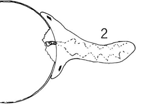 Image of Carcinonemertes errans Wickham 1978